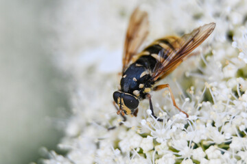 wasp on flower
