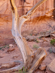 dry tree trunk in the middle of Monument Valley desert, with two branches silhouetted upwards. Background with navajo nature preserve rocks, with reddish and orange colors