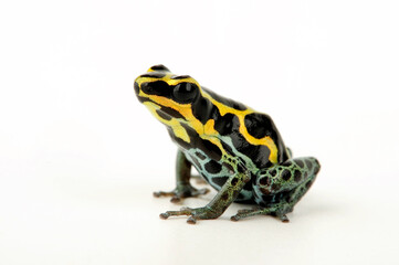 Fototapeta premium Amazonian Poison Frog // Bauchflecken-Baumsteiger (Ranitomeya ventrimaculata)