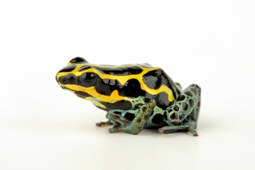 Amazonian Poison Frog // Bauchflecken-Baumsteiger (Ranitomeya ventrimaculata)