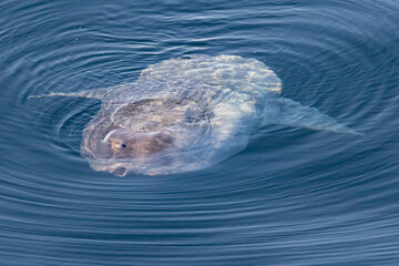 Ocean Sunfish (Mola Mola) - obrazy, fototapety, plakaty
