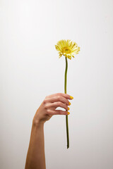 Hands with yellow manicure holding beautiful yellow gerbera flower