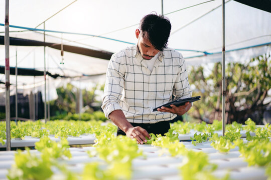 Man smart farmer holding tablet working and checking organic hydroponic vegetable quality in greenhouse plantation to preparing harvest export to sell - Powered by Adobe