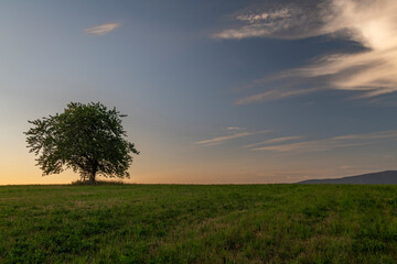 Fototapeta na wymiar Cherry tree alone on meadow in summer evening near Roprachtice village