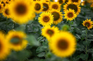 Textur aus vielen Sonnenblumen auf einem Sonnenblumenfeld