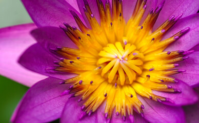 Obraz premium Close up purple lobe and yellow pollen, contrast color of lotus flower blooming, Water lilies, aquatic plant