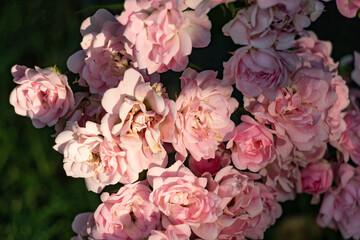 pink rose bush