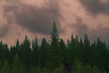 Picturesque view of colorful sunset sky over coniferous forest in cloudy evening.