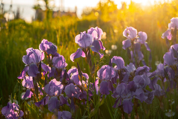 Field of irises at sunset, natural background