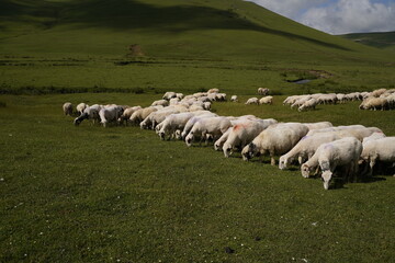 Obraz premium sheeps in plateau and mountain view