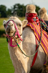 presentation of camels before the start of the race