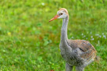 Sandhill Crane Young One