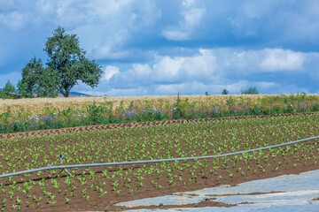 landscape of fields with flowering strips