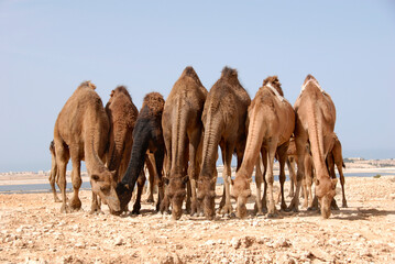 Group of Camels at Jeddah's Desert, Saudi Arabia 