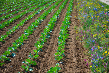rows of young cabbage with flowering strips