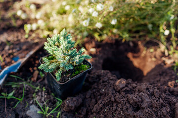 Planting Blue star juniper into soil. Groundcover evergreen ready for transplanting in fall garden....