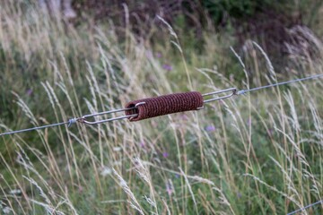 A dragonfly on a stick