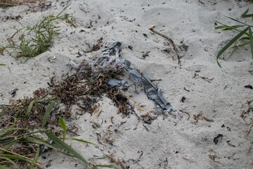 A crab on sand
