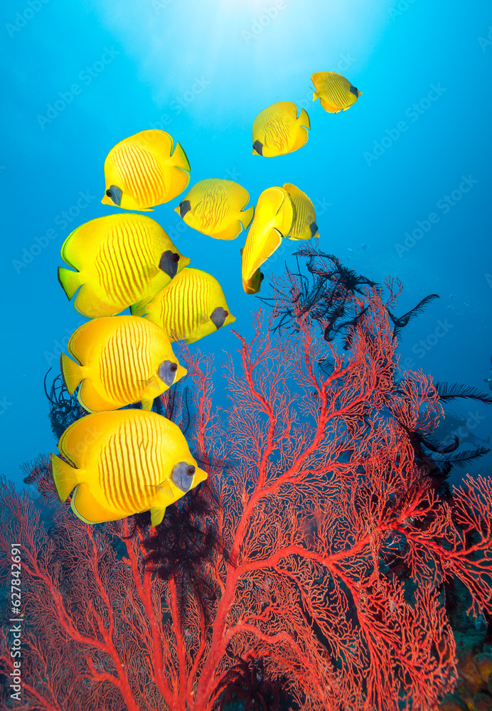 Wall mural Underwater image of coral reef and School of Masked Butterfly Fish and Red Coral.