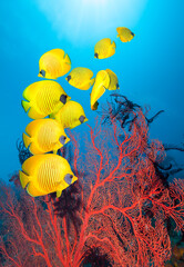 Underwater image of coral reef and School of Masked Butterfly Fish and Red Coral.
