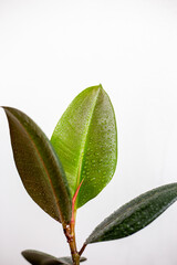 leaf isolated on white background