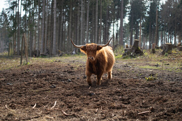 Schottisches Hochlandrind