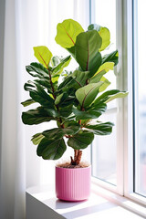 Green fiddle-leaf fig in a pink clay pot on window sill with curtains in home interior, Generative AI	