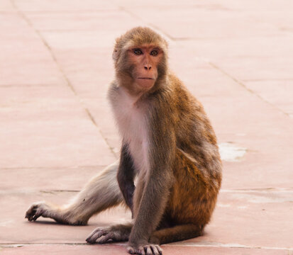 wild macque ape monkey portrait inside indian hinduist temple
