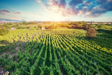 Barrel Wineglasses Cheese And Bottle In Vineyard At Sunset . High quality photo