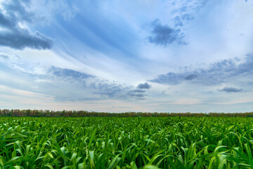 young green wheat sprouts agricultural field, bright spring landscape on a sunny day, blue sky as background