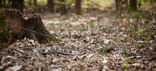 Naklejka na ściany i meble Common viper. Snake. Spring.Vipera berus