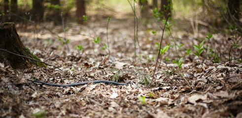 Common viper. Snake. Spring.Vipera berus - obrazy, fototapety, plakaty