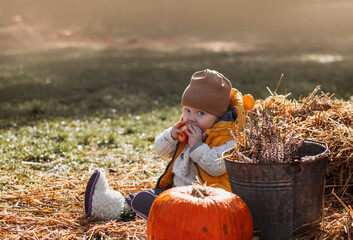 A toddler on a pumpkin farm with a large orange pumpkin, nice sunny family day at a pumpkin patch...