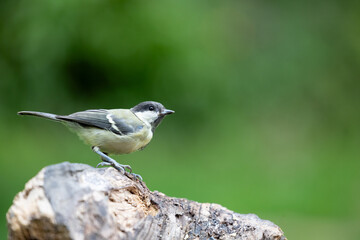 Great Tit (Parus major) in summer. Perched on wood with a natural green foliage background - Yorkshire, UK, July, Summer