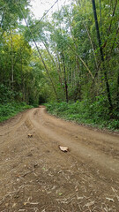 uncertain path to a beautiful forest