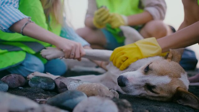 a team of volunteers Veterinary rescues animals, examination and treatment of a stray dog