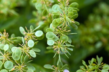Seeds of a garlic cress, Peltaria alliacea