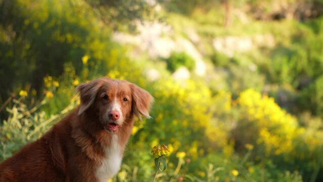  red dog in park. Cute Nova Scotia duck tolling retriever. Walking with a pet