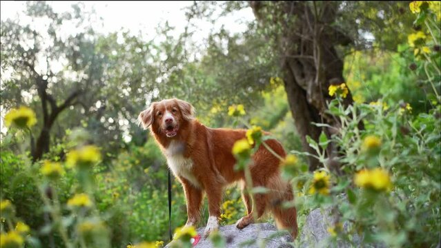  red dog in park. Cute Nova Scotia duck tolling retriever. Walking with a pet