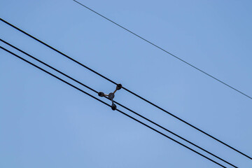 Closeup of four overhead power lines and a line spacer against an overcast sky power line separator