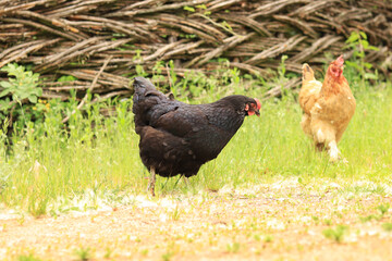 Hen and rooster outdoors in nature. Domestic birds on a natural farm in the forest. Bird in the park, zoo