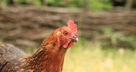 Chicken close-up. Chicken outdoors in nature. Domestic birds on a natural farm in the forest. Domestic chicken