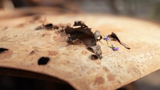 A bullet hole in a rusty car