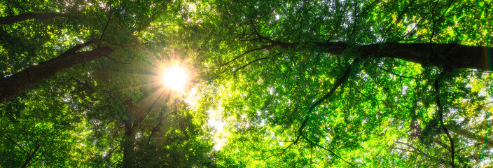 Fototapeta na wymiar green leaves tree and sun