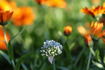 onion flower and marigolds in july