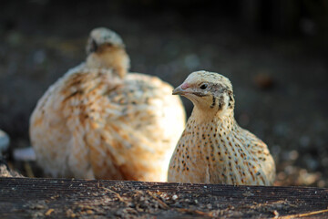 two quails in the Paradise