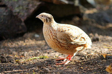 two quails in the Paradise