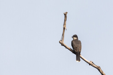 eastern kingbird (Tyrannus tyrannus) in summer