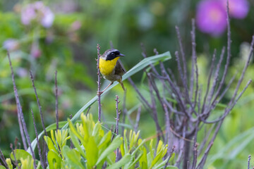 Male Common yellowthroat (Geothlypis trichas) in summer