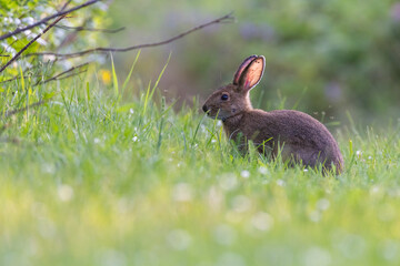 snowshoe hare (Lepus americanus) stressed by mosquitoes and ticks 